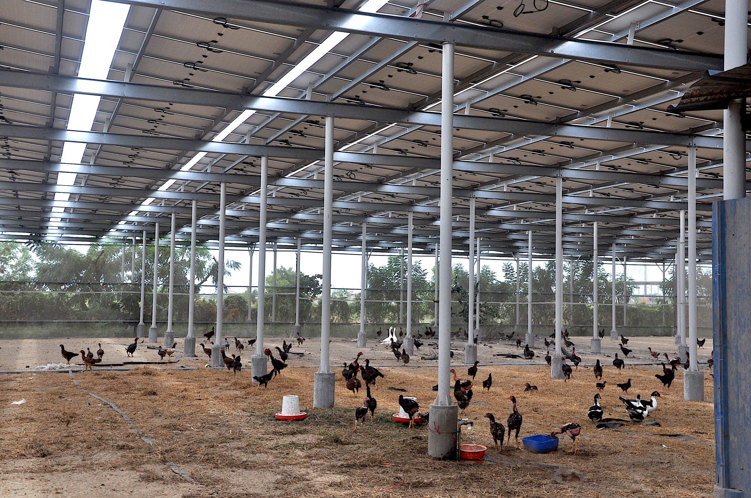 Hoàn thành lắp đặt hệ thống điện mặt trời 25kWp cho trại gà